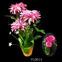 FL0014,plants