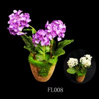 FL008,PLANTS