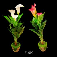 FL009,plants